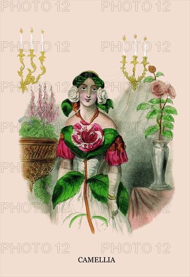 Camellia 1847