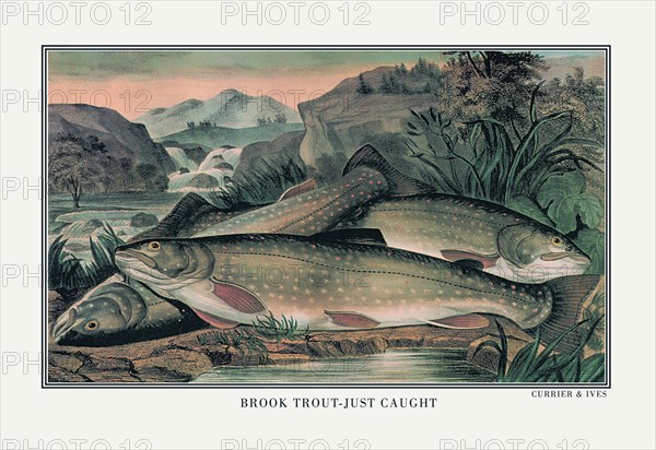 Brook Trout: Just Caught