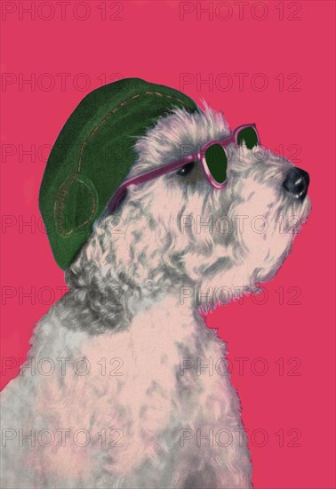 Dog with Glasses and Hat