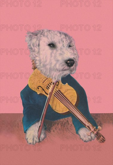 Dog with Violin