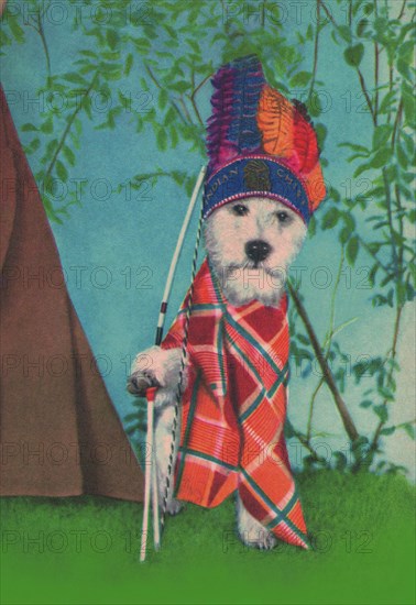 Indian Dog