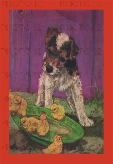 Dog with Chicks 1919