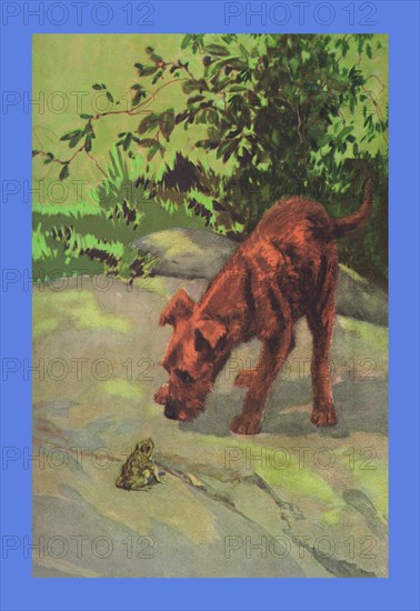 Irish Terrier Puppy 1932