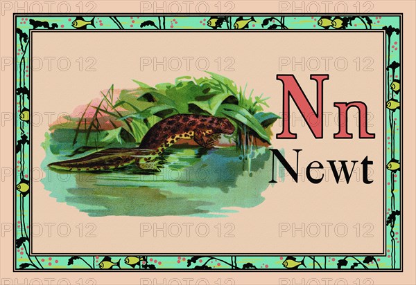 Newt 1926