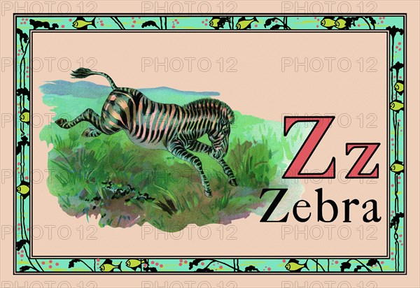 Zebra 1926