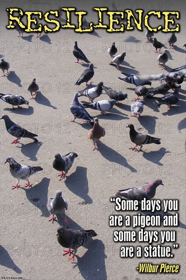 Pigeons 2008