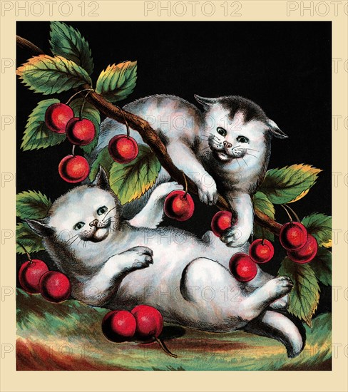 Cross Kitten 1877