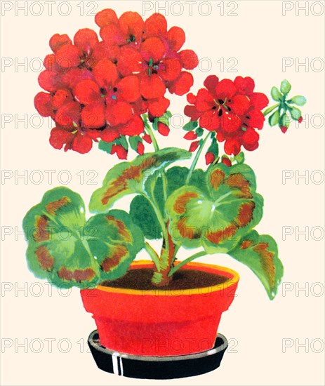 Geranium 1935