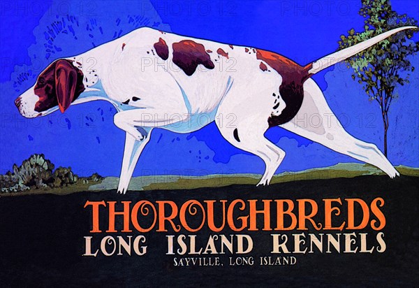 Thoroughbreds - Long Island Kennels