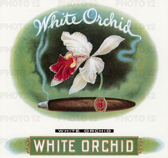 White Orchid