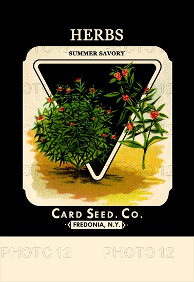 Herbs: Summer Savory