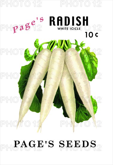 Page's Radish: White Icicle