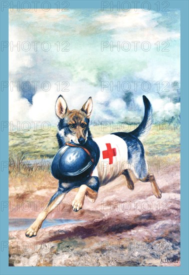 Red Cross Dog 1918