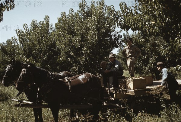 Crates of peaches being gathered from pickers to be hauled to the shipping shed, Delta County, Colo. 1940