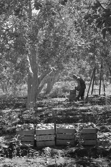 Harvesting Pears 1939