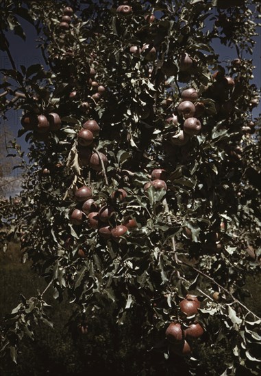 Peaches on a tree, orchard in Delta County, Colo. 1940