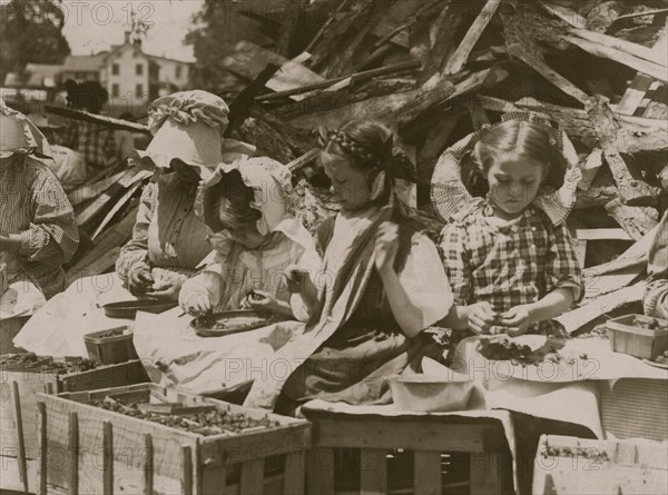 5 year old  "hulling" strawberries at Johnson's Hulling Station, 1911