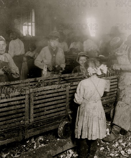 A 7-year old girl who shucks 3 pots of oysters a day. 1908