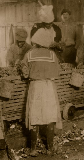 A crowd of Black oyster shuckers. On the Atlantic Coast the Blackes are employed more than the whites,  1908