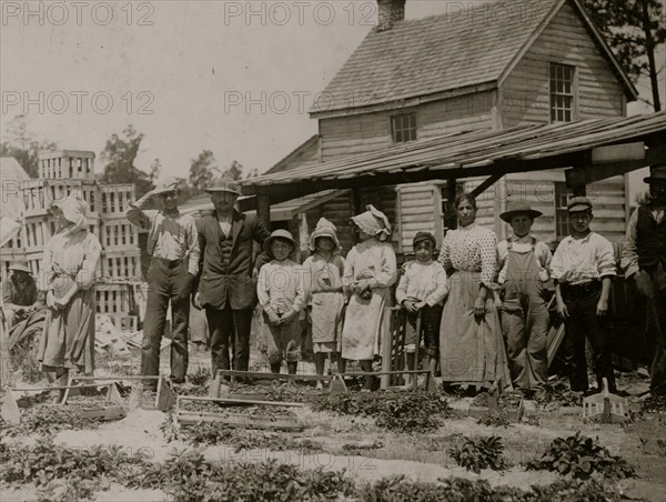 A group of berry pickers on Newton's Farm, Cannon, Delaware 1911