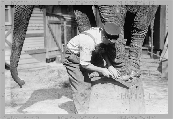 Elephant Pedicure