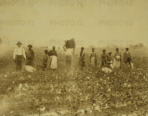 Land of cotton 1900