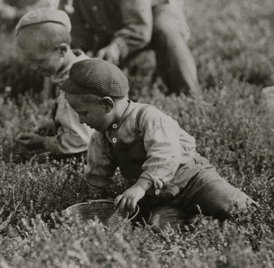 Portuguese Arnao family  works in the bogs of New Jersey.  1910