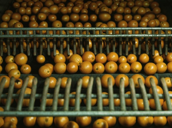 Drying oranges  1943