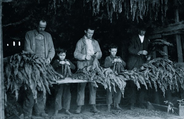 Family stripping tobacco.  1917