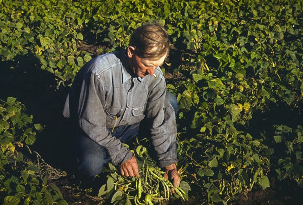 Picking Beans 1940