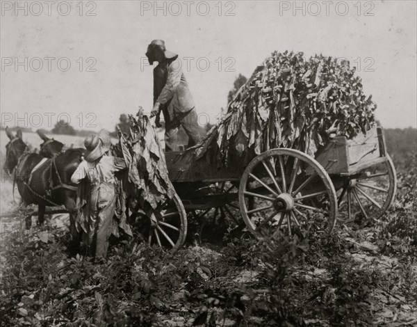 Gathering tobacco on a wagon as part of the harvest 1916