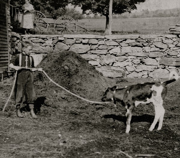 Boy holds a small calf by a rope as his Mother looks on 1915