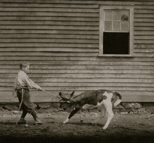 Boy holds a small calf by a rope  1915