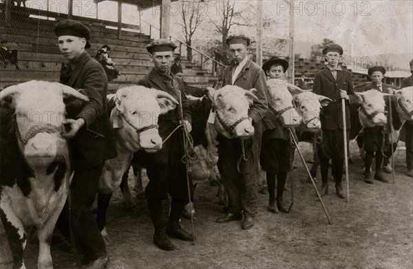 Boys judging prize heifers at 4 H Club Fair at Charleston, W. Va 1921