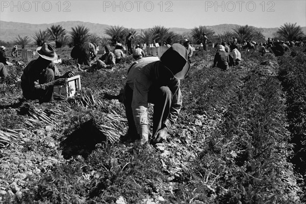 Carrot pullers 1937