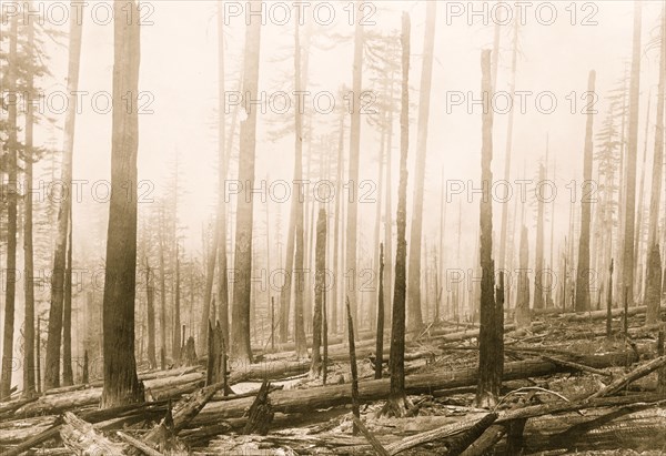 Oregon National Forest. Effect of fire on an old burn. Before fire there was a dense cover of green brush. Previous fire was about ten years before 1920