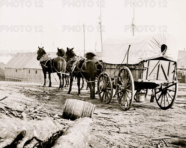 City Point, Virginia (vicinity). Four-mule army team and wagon 1865