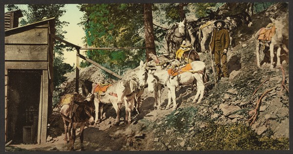 Colorado. Burros at silver mine 1900