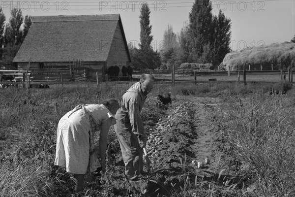 Couple digging their sweet potatoes 1939