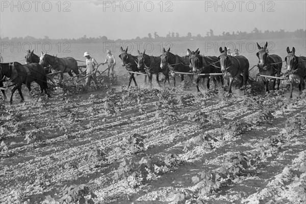 Cultivating cotton 1938