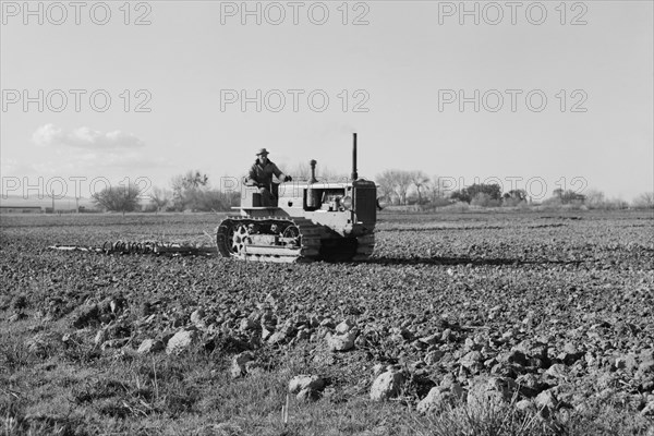 Cultivating potato field 1939