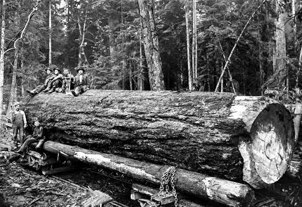 Fallen Old Growth 1920