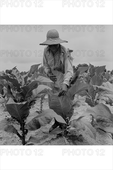 Worming Tobacco 1939