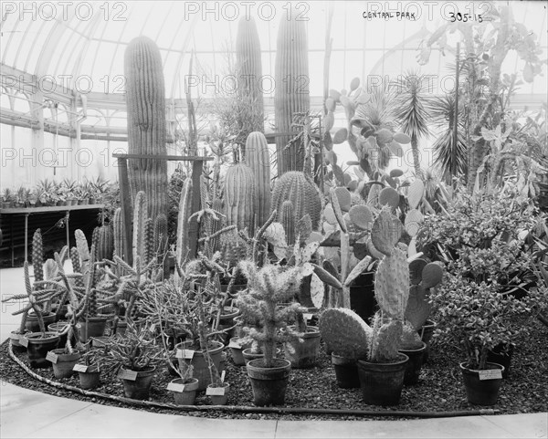 Central Park Cactus Show