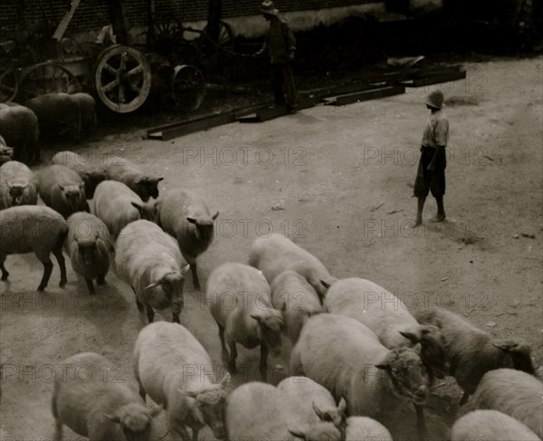 Driving boy driving sheep into the sheep pens at Carlisle. 1916
