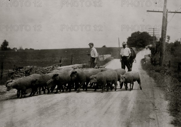 Driving sheep to town. Gartland boy (did not get first name) Mother runs the Farmers Hotel,  1916