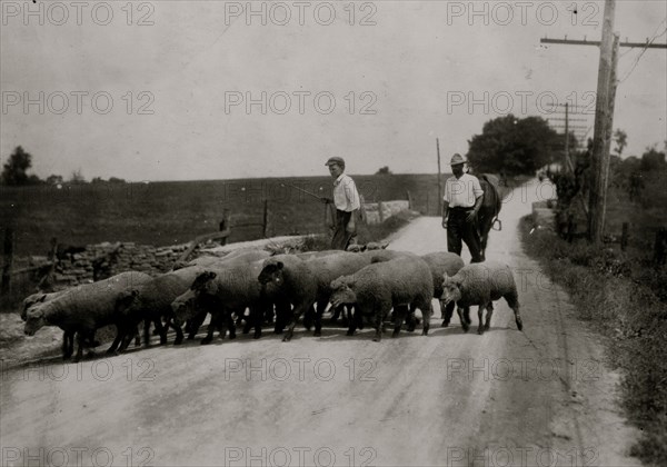 Driving sheep to town. Gartland boy (did not get first name) Mother runs the Farmers Hotel, 1916