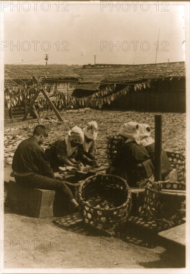 Drying Fish in Japan