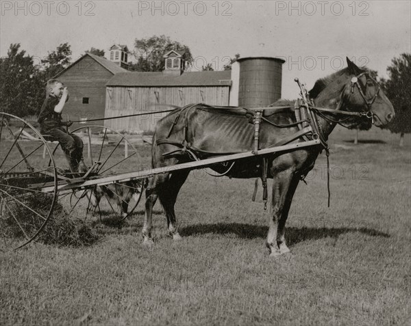 Eight-year old Jack driving horse rake.  1915