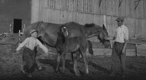 Eight-year old Jack taking care of the colt 1915